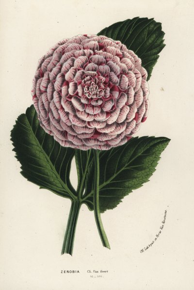 Híbrido de dalia Zenobia, Dahlia coccinea. Litografía coloreada a mano de la obra de Louis van Houtte y Charles Lemaire Flores de los jardines e invernaderos de Europa, Flore des Serres et des Jardins de l
