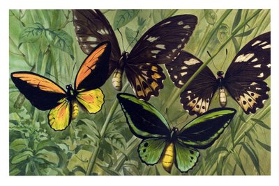 Cuadro zoológico: Mariposa el Cresus (Ornithoptera croesus), macho y hembra de Unbekannter Künstler