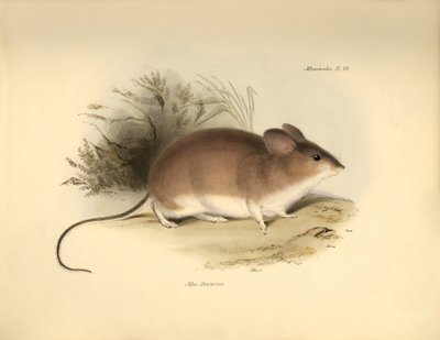 Zoología: El "Mud Darwinii" o ratón descrito por Charles Darwin durante su viaje de exploración a bordo del Beagle. Lámina de "The Zoology of the voyage of H.M.S. Beagle under the command of Captain Fitzroy during the years 1832 to 1836 edited and sup de Unbekannter Künstler