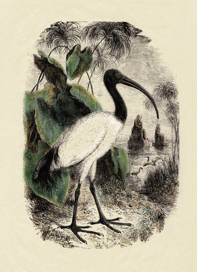 Zoología: Ibis Sacre (Threskiornis aethiopicus), grabado del siglo XIX de Unbekannter Künstler
