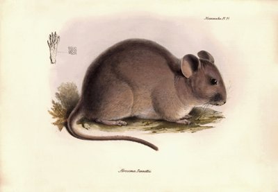 Zoología: El "Abrocoma Bennettii" o chinchilla Bennett descrita por Charles Darwin durante su viaje de exploración a bordo del Beagle. Lámina de "The Zoology of the voyage of H.M.S. Beagle under the command of Captain Fitzroy during the years 1832 to 1836" de Unbekannter Künstler