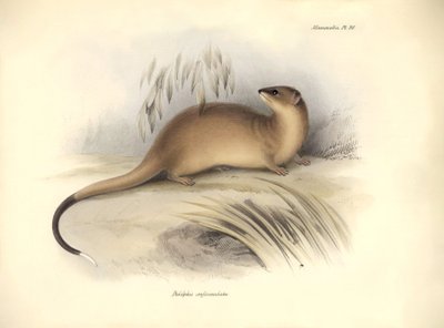 Zoología: El "Didelphis crassicaudata" de la familia de las zarigüeyas descrito por Charles Darwin durante su viaje de exploración a bordo del Beagle. Lámina de "The Zoology of the voyage of H.M.S. Beagle under the command of Captain Fitzroy during the yea de Unbekannter Künstler