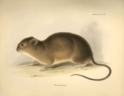 Zoología: El "Mus braziliensis" o ratón de Brasil descrito por Charles Darwin durante su viaje de exploración a bordo del Beagle. Lámina de "The Zoology of the voyage of H.M.S. Beagle under the command of Captain Fitzroy during the years 1832 to 1836 edi de Unbekannter Künstler