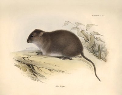 Zoología: El "Mus fuscipes" o roedor de la costa australiana descrito por Charles Darwin durante su viaje de exploración a bordo del Beagle. Lámina de "The Zoology of the voyage of H.M.S. Beagle under the command of Captain Fitzroy during the years 1832 to de Unbekannter Künstler