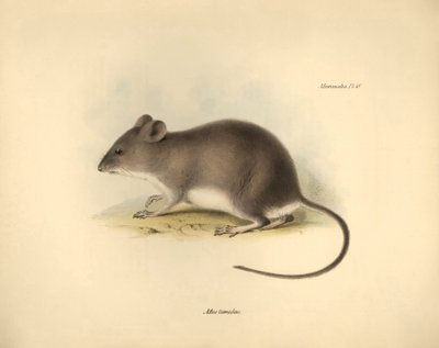 Zoología: El "Mus tumidus" o rata de los pantanos descrita por Charles Darwin durante su viaje de exploración a bordo del Beagle. Lámina de "The Zoology of the voyage of H.M.S. Beagle under the command of Captain Fitzroy during the years 1832 to 1836 edite de Unbekannter Künstler