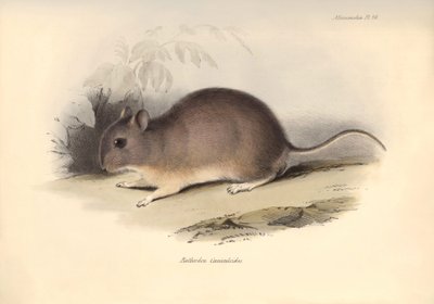 Zoología: El "Reithrodon Cuniculoides" o roedor descrito por Charles Darwin durante su viaje de exploración a bordo del Beagle. Lámina de "The Zoology of the voyage of H.M.S. Beagle under the command of Captain Fitzroy during the years 1832 to 1836 edited" de Unbekannter Künstler