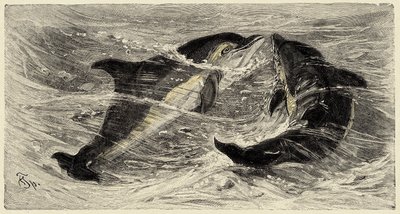 Zoología: delfines (delphinus delphis) descritos e ilustrados por Carlo Vogt y Federico Specht en "Natural history illustree: mammals" 1884 de Unbekannter Künstler