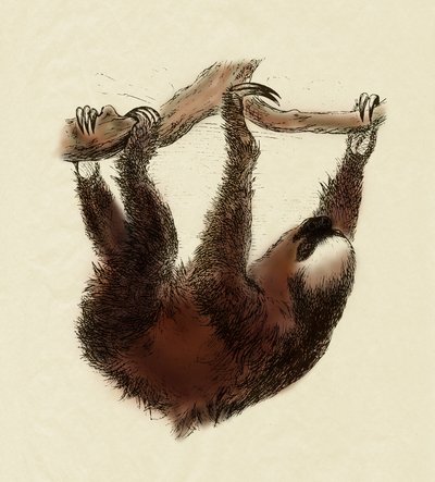 Zoología: perezoso (Bradypus tridactylus) de Unbekannter Künstler
