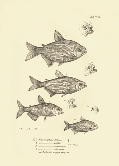 Zoología: representación del pez "Tetragonopterus Abramis, rutilus, scabripinnis, interruptus" descrito por Charles Darwin durante su viaje a bordo del Beagle. Lámina de "The zoology of the voyage of H.M.S. Beagle under the command of Captaain Fitzroy dur de Unbekannter Künstler