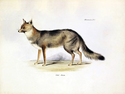 Zoología: representación del zorro "Canis Azarae" de Sudamérica descrito por Charles Darwin en su viaje a bordo del Beagle. Lámina de "The zoology of the voyage of H.M.S. Beagle under the command of Captaain Fitzroy during the years 1832-1836". de Unbekannter Künstler