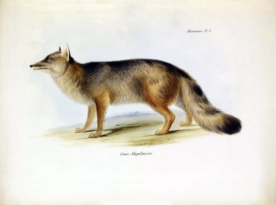 Zoología: representación del zorro sudamericano "Canis fulvipes" descrito por Charles Darwin en su viaje a bordo del Beagle. Lámina de "The zoology of the voyage of H.M.S. Beagle under the command of Captaain Fitzroy during the years 1832-1836". de Unbekannter Künstler