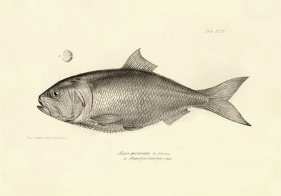 Zoología: representación del pez "Alosa pectinata" descrito por Charles Darwin durante su viaje a bordo del Beagle. Lámina de "The zoology of the voyage of H.M.S. Beagle under the command of Captaain Fitzroy during the years 1832-1836". de Unbekannter Künstler