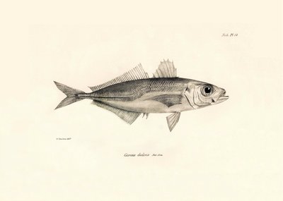 Zoología: representación del pez "Caranx declivis" descrito por Charles Darwin durante su viaje a bordo del Beagle. Lámina de "The zoology of the voyage of H.M.S. Beagle under the command of Captaain Fitzroy during the years 1832-1836". de Unbekannter Künstler