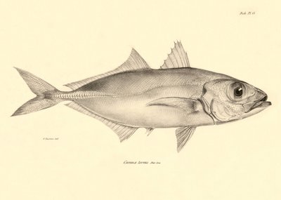 Zoología: representación del pez "Caranx torvus" descrito por Charles Darwin durante su viaje a bordo del Beagle. Lámina de "The zoology of the voyage of H.M.S. Beagle under the command of Captaain Fitzroy during the years 1832-1836". de Unbekannter Künstler