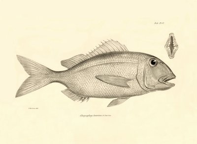 Zoología: representación del pez "Chrysophrys taurina" descrito por Charles Darwin en su viaje a bordo del Beagle. Lámina de "The zoology of the voyage of H.M.S. Beagle under the command of Captaain Fitzroy during the years 1832-1836". de Unbekannter Künstler