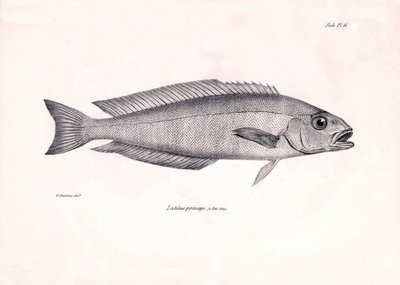 Zoología: representación del pez "Latilus princeps" descrito por Charles Darwin durante su viaje a bordo del Beagle. Lámina de "The zoology of the voyage of H.M.S. Beagle under the command of Captaain Fitzroy during the years 1832-1836". de Unbekannter Künstler