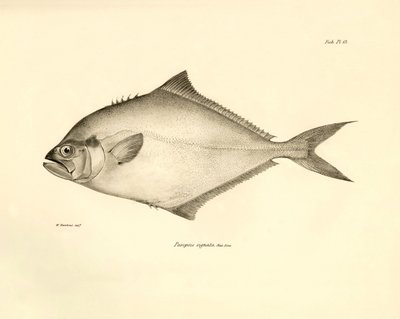Zoología: representación del pez "Paropsis signata" descrito por Charles Darwin durante su viaje a bordo del Beagle. Lámina de "The zoology of the voyage of H.M.S. Beagle under the command of Captaain Fitzroy during the years 1832-1836". de Unbekannter Künstler