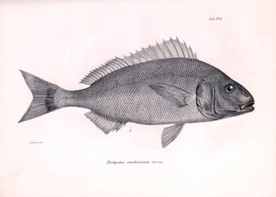 Zoología: representación del pez "Pristipoma cantharinum" descrito por Charles Darwin durante su viaje a bordo del Beagle. Lámina de "The zoology of the voyage of H.M.S. Beagle under the command of Captaain Fitzroy during the years 1832-1836". de Unbekannter Künstler