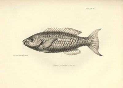 Zoología: representación del pez "Scarus Chlorodon" descrito por Charles Darwin durante su viaje a bordo del Beagle. Lámina de "The zoology of the voyage of H.M.S. Beagle under the command of Captaain Fitzroy during the years 1832-1836". de Unbekannter Künstler