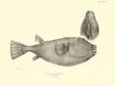 Zoología: representación del pez "Tetrodon (Tetraodon) angusticeps" descrito por Charles Darwin durante su viaje a bordo del Beagle. Lámina de "The zoology of the voyage of H.M.S. Beagle under the command of Captaain Fitzroy during the years 1832-18". de Unbekannter Künstler