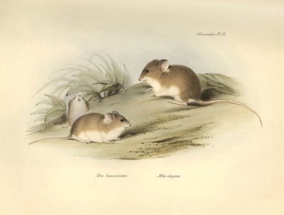 Zoología: el "Mus albimaculatus" y el "Mus elegans" (ratón) descritos por Charles Darwin durante su viaje de exploración a bordo del Beagle. Lámina de "The Zoology of the voyage of H.M.S. Beagle under the command of Captain Fitzroy during the years 1832 to de Unbekannter Künstler