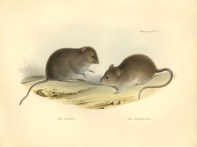 Zoología: los "Mus brachiotis" y Mus "Magellanicus" (ratas) descritos por Charles Darwin durante su viaje de exploración a bordo del Beagle. Lámina de "The Zoology of the voyage of H.M.S. Beagle under the command of Captain Fitzroy during the years 1832 to de Unbekannter Künstler
