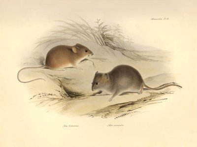 Zoología: los "Mus flavescens" y "Mus arenicola" (ratas) descritos por Charles Darwin durante su viaje de exploración a bordo del Beagle. Lámina de "The Zoology of the voyage of H.M.S. Beagle under the command of Captain Fitzroy during the years 1832 to 18 de Unbekannter Künstler