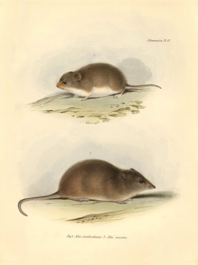 Zoología: el "Mus xanthorhinus" o rata de campo y el "Mus nasutus" descritos por Charles Darwin durante su viaje de exploración a bordo del Beagle. Lámina de "La Zoología del viaje del H.M.S. Beagle bajo el mando del capitán Fitzroy durante los años 1832 t de Unbekannter Künstler