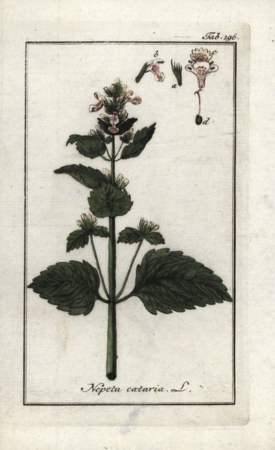 Cataria o menta de gato (Nepeta cataria). Litografía de "Afbeelding der Artseny-Gewassen" de Johannes Zorn (1739-1799), Países Bajos. de Unbekannter Künstler