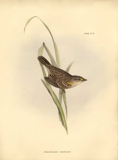 ornitología: Ammodramus xanthornus de Unbekannter Künstler