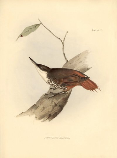 ornitología: "Dendrodamus leucosternus" ave de Sudamérica observada y descrita por Charles Darwin (1809-1882). Lámina de "La zoología del viaje del H.M.S. Beagle. Vuelo. III, Birds described by John Gould, with notice of their habits by Charl de Unbekannter Künstler
