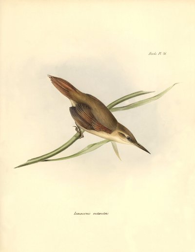 ornitología: "Limnornis rectirostris" passereau de América del Sur observa y describe por Charles Darwin (1809-1882). Lámina de "La zoología del viaje del H.M.S. Beagle. Vuelo. III, Aves descritas por John Gould, con nota de sus hábitos por Charl de Unbekannter Künstler