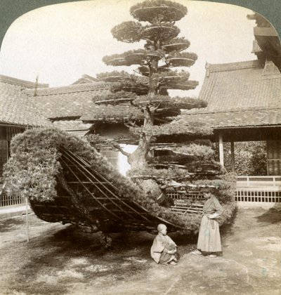Un solo pino entrenado en forma de barco, Monasterio Kinkaku-ji, Kioto, Japón de Underwood and Underwood