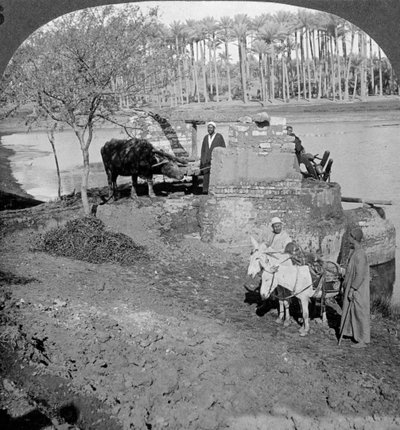 Un sakieh egipcio, o bomba de cubo impulsada por bueyes, Egipto, 1905 de Underwood and Underwood