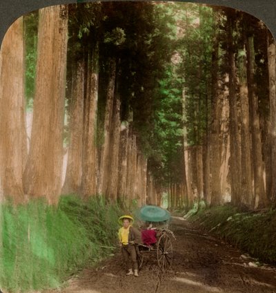 Una avenida de árboles de cedro criptomeria, Nikko, Japón, 1896 de Underwood and Underwood