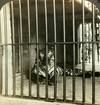 Tigre devorador de hombres capturado, culpado de 200 muertes, Calcuta, India, c. 1903 de Underwood and Underwood