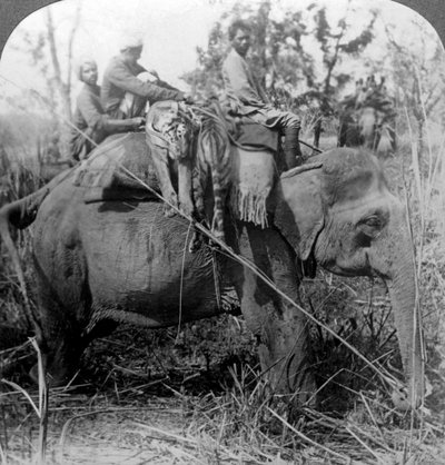 Llevando tigres muertos de vuelta al campamento, jungla de Behar, India de Underwood and Underwood