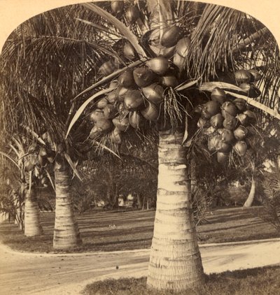 Árboles de Coco en las arenas blancas de Florida, EE.UU., c1900 de Underwood and Underwood