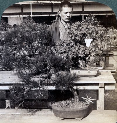Pinos enanos y arces en el invernadero del Conde Okuma, Tokio, Japón, 1904 de Underwood and Underwood