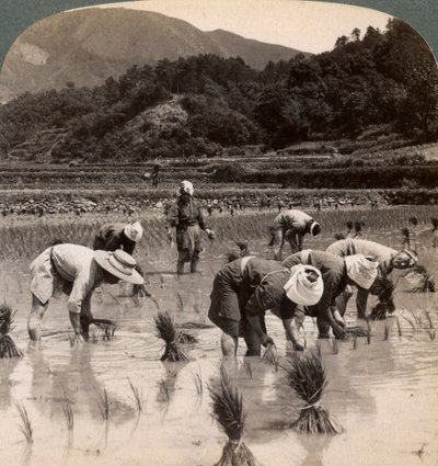 Trabajadores agrícolas trasplantando brotes de arroz cerca de Kioto, Japón, 1904 de Underwood and Underwood
