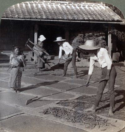 Agricultores con rastrillos de bambú esparciendo mijo en esteras para secar en invierno, cerca de Yokohama, Japón, 1904 de Underwood and Underwood