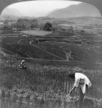 Campos de arroz fértiles en el antiguo cráter de Aso-San, Japón, 1904 de Underwood and Underwood