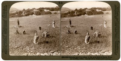 Recogiendo cizaña del trigo en los campos pedregosos de Betel Baytin, Palestina, 1900 de Underwood and Underwood