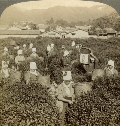 Niñas recogiendo té, Uji, Japón de Underwood and Underwood