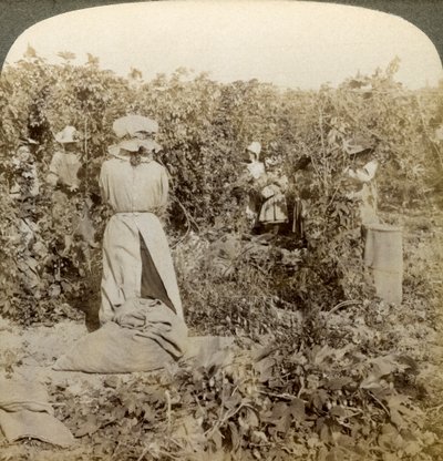 Recolección de lúpulo, Eugene, Oregón, EE.UU. de Underwood and Underwood