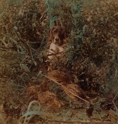 Caza en el país de las praderas occidentales, una bandada de codornices y un pointer - en rastrojo de maíz, 1903 de Underwood and Underwood