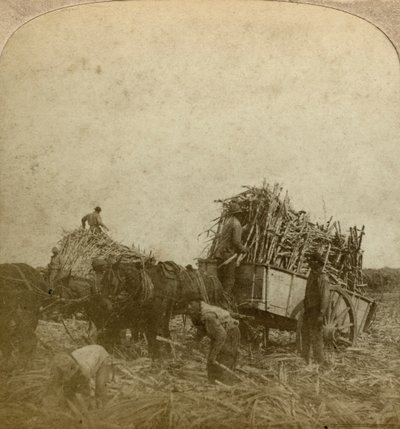 Cargando caña, plantación de azúcar, Luisiana, EE.UU. de Underwood and Underwood