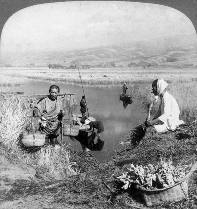 Hombres recogiendo juncos cerca de Suzukawa, Fujiyama, Japón, 1904 de Underwood and Underwood