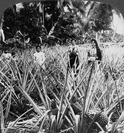 Campos de piña, Mayagüez, Puerto Rico de Underwood and Underwood