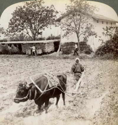 Arando terreno inundado para la siembra de arroz, al norte de la carretera principal en Uji, cerca de Kioto, Japón, 1904 de Underwood and Underwood